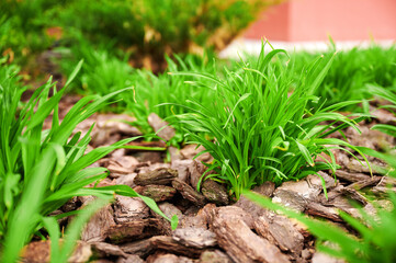 vibrant green plants growing amidst bark mulch in a garden bed setting, offering natural beauty and eco-friendly landscaping solutions. perfect for textures and environmental themes