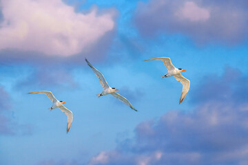 Seagulls in Flight