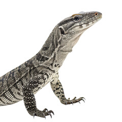 Obraz premium Monitor lizard animal png large reptile png tropical lizard species png scaly carnivore png wild Varanid png white background image