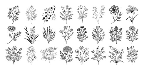 hand drawn wildflower collection in botanical vector style