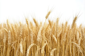 Fototapeta premium Golden wheat field close up view for agriculture and harvest concepts, food industry