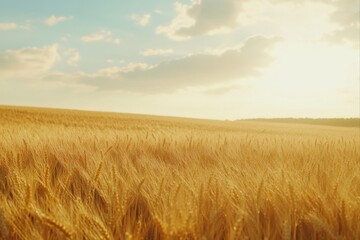 Obraz premium Golden wheat field under a bright sky, agriculture and nature concepts. use cases: farming, food industry, and environmental projects.