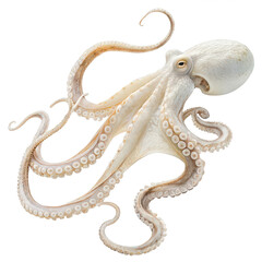 Octopus animal png eight-legged marine creature png ocean mollusk png cephalopod animal png underwater wildlife png white background image