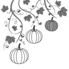 pumpkin with leaves, Pumpkin vector illustration for thanksgiving, halloween,autumn,fall season design,vector