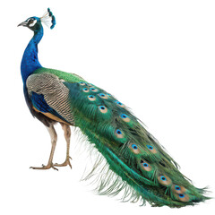 Obraz premium Peafowl animal png exotic bird png male and female peafowl png iridescent plumage bird png tropical bird species png white background image