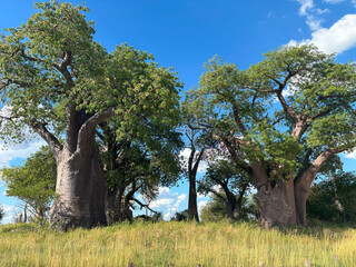 Iconic Baines Baobabs in Nxai Pan National Park, Botswana, illuminated by sunset light. Ideal for: African travel visuals, landscape photography, and cultural heritage storytelling.
