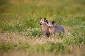 Bat-eared foxes (Otocyon megalotis) partly hidden in golden grass at Central Kalahari, Botswana. Ideal for: wildlife conservation, African mammals, natural camouflage scenes.