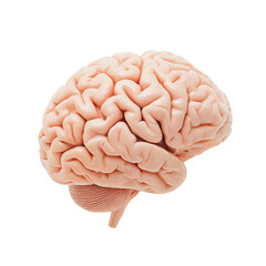 Human brain model on white background highlighting anatomical features and structure for educational purposes, Human Brain on white background