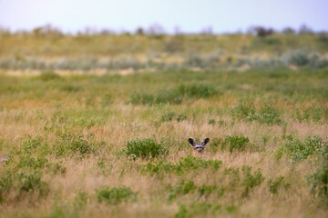 A solitary bat-eared fox (Otocyon megalotis) alert in evening light in savanna,  Central Kalahari Game Reserve, Botswana.  