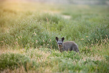 A solitary bat-eared fox (Otocyon megalotis) alert in evening light in savanna,  Central Kalahari Game Reserve, Botswana.  
