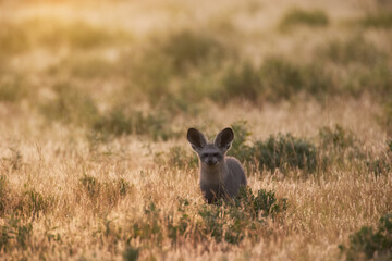 A solitary bat-eared fox (Otocyon megalotis) alert in evening light in savanna,  Central Kalahari Game Reserve, Botswana.  