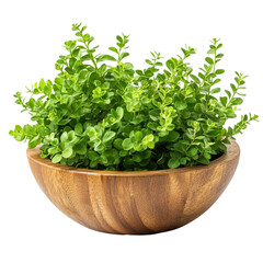 Naklejka premium Zanthoxylum limonella in a wood bowl showcasing vibrant green foliage on a Transparent background, Zanthoxylum limonella in wood bowl isolated on PNG background