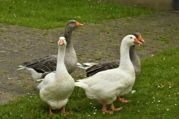 Groupe d'oies sur le gazon à Vielsalm (Verviers)