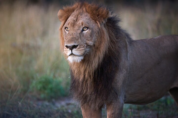 Close-up direct portrait of a male lion in the wilderness of Botswana. Ideal for: wildlife conservation themes, safari promotions, and editorial use. Colours: brown, tan, soft green.