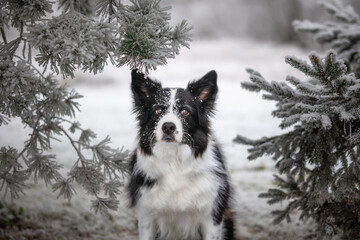 Adorable Border Collie Dog with Frozen Tree during Winter Season. Black and White Furry Pet with Conifer Tree Outside.