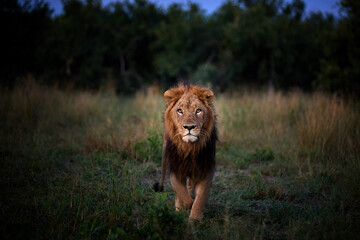 Powerful male lion walks through tall grass at dusk in Botswana's Okavango Delta. Eye contact. Ideal for: wildlife editorials, predator behavior, safari promotion. Colours: gold, green, shadowed blue.