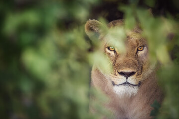 Lioness (Panthera leo) hiding behind green foliage, staring intently in the wild. Close up Portrait.  Ideal for: African wildlife, safari adventures, big cat conservation, nature photography.