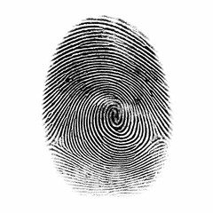 HighResolution Fingerprint Image Detailed Swirl Pattern