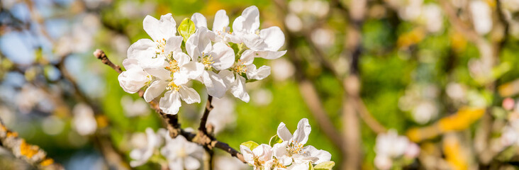 Fototapeta premium Blossoming tree brunch with white flowers. Spring flowers, blossom, white apple tree flowers.Beautiful nature.apple orchard