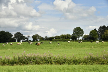 Obraz premium Troupeau de vaches laitières sous le soleil et nuages gris aux environs de Bra ( Lierneux)