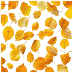 Fototapeta premium Golden autumn leaves scattered on a clean white background creating a vibrant seasonal display, Golden Autumn Leaves, white background