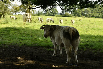 Vache laiti&egrave;re faisant bande &agrave; part sous l'ombre d'un arbre aux environs de Bra (Lierneux) 