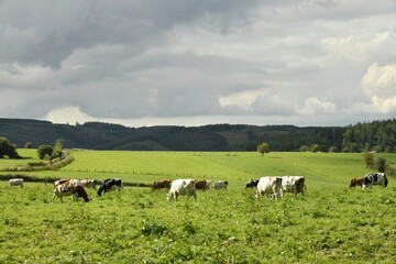 Vaches laitières dans une grande prairie entre ombre et soleil aux environs de Bra (Lierneux)