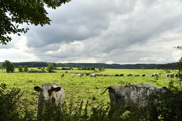 Vaches laitières faisant bande à part par rapport au troupeau au loin, le long des buissons sous...