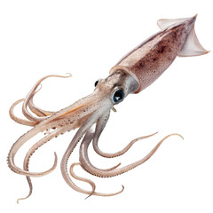Obraz premium Squid animal png swimming squid png deep sea animal png ink fish png ocean predator png sea creature png white background image