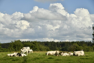 Vaches laitières dans une grande prairie entre ombre et soleil aux environs de Bra (Lierneux)
