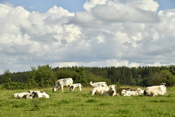 Obraz premium Vaches laitières dans une grande prairie entre ombre et soleil aux environs de Bra (Lierneux)