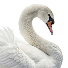 Obraz premium Swan png white bird png water bird png graceful bird png elegant bird png large bird png lake bird png aquatic bird png transparent background image