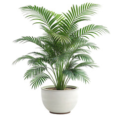 Obraz premium palm tree in a pot