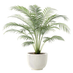 Obraz premium palm tree in a pot