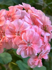 Pink Geranium Flower. Indoor Flower