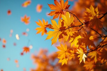 Fototapeta premium Title Rewrite: Mesmerizingly Slow-Motion Footage of Autumn Beech Leaves Falling in Front of a Clear Blue Sky, Filmed at 1000 fps by a High-Speed Cinema Camera. A Poetry in Motion Masterpiece.