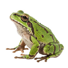 Obraz premium Tree frog png green frog png amphibian png climbing frog png rainforest animal png sticky toes png tropical frog png small frog png transparent background image