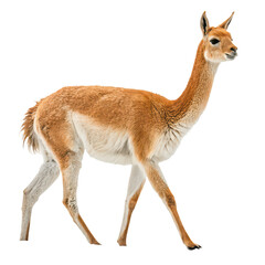 Vicuna png wild camelid png Andean animal png small llama png soft wool animal png mountain mammal png highland creature png wildlife ungulate png transparent background image
