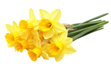 Bunch of yellow daffodils are arranged in a bouquet isolated on white or transparent background