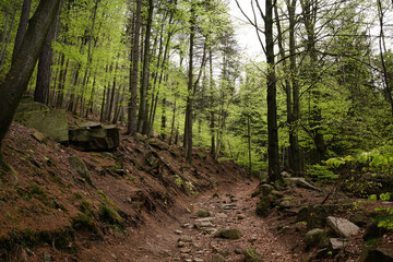 Charming forest path in a beech forest during spring