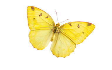 Yellow butterfly isolated on white or transparent background
