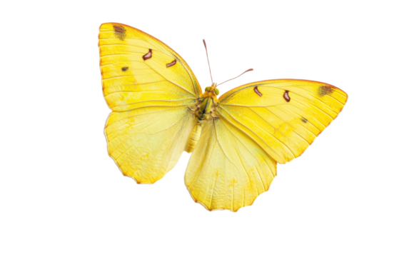 Yellow butterfly isolated on white or transparent background - Powered by Adobe