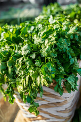 Obraz premium greens, parsley, greens in a basket, fresh parsley, at the market