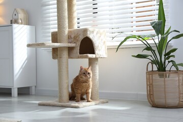 Cute cat on pet tree at home