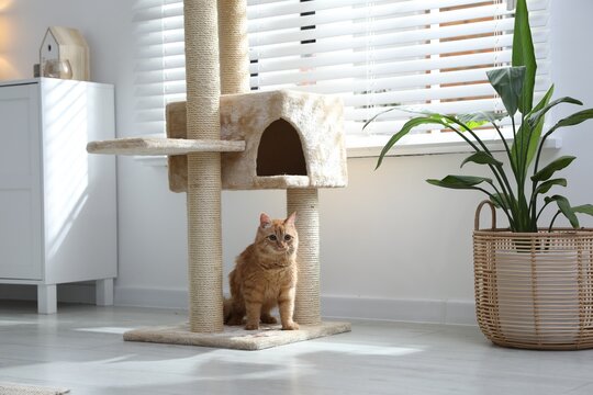 Cute cat on pet tree at home