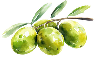 Green olives are on a branch isolated on white or transparent background
