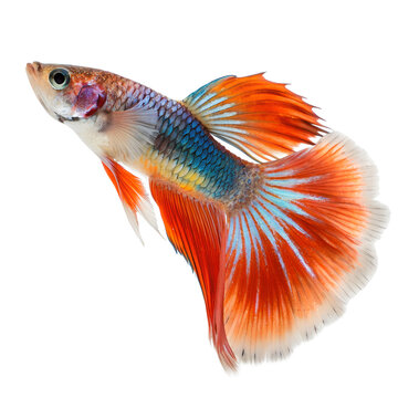 Fancy Guppy Fish Isolated on White Background