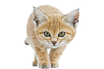 Close-up of a curious sand cat with bright green eyes and soft fur.