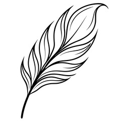 Obraz premium feather on white background