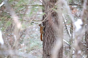 Fototapeta premium Red Squirrel in tree
